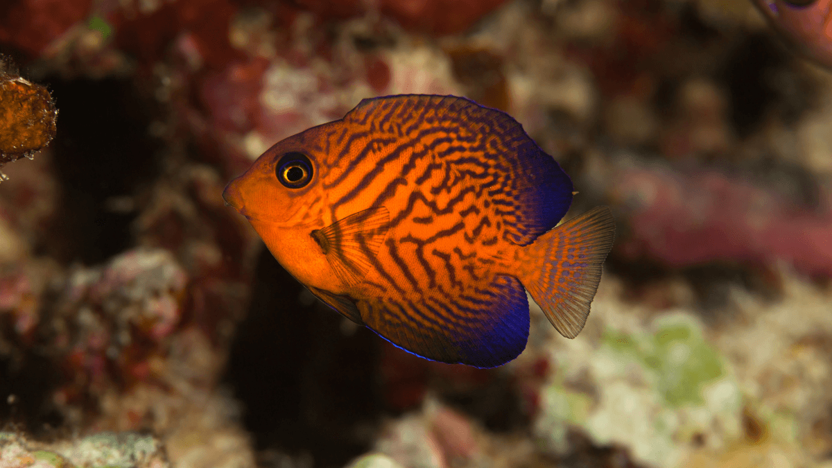 An image of a Chevron tang