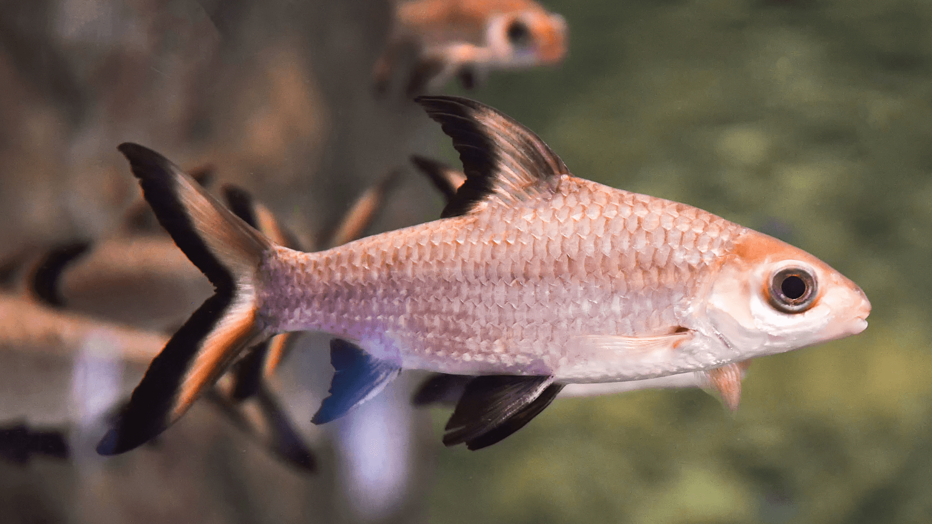 A photo of Bala shark