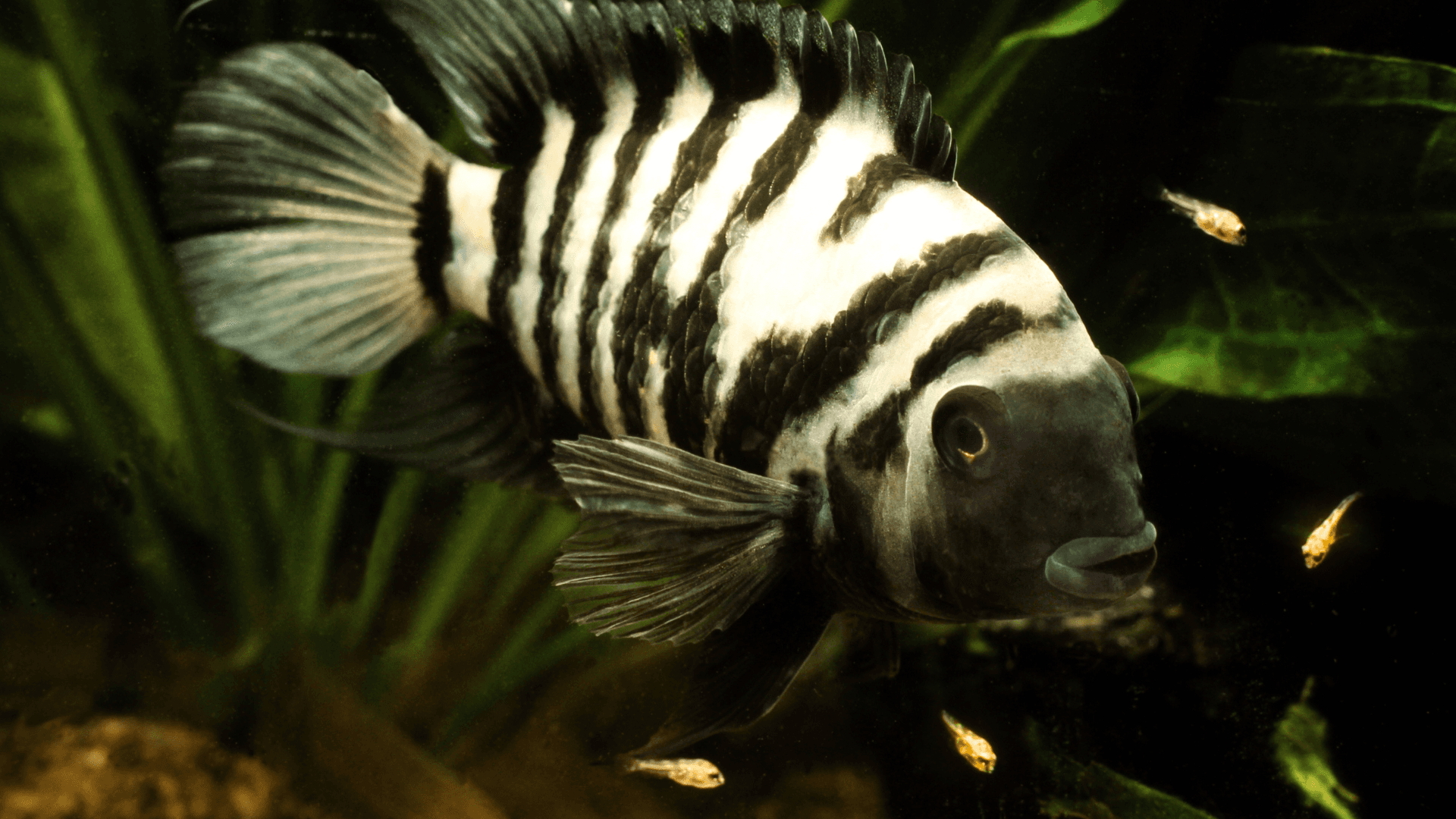 A photo of New World Cichlids: Origins, Significance, and Popular Species