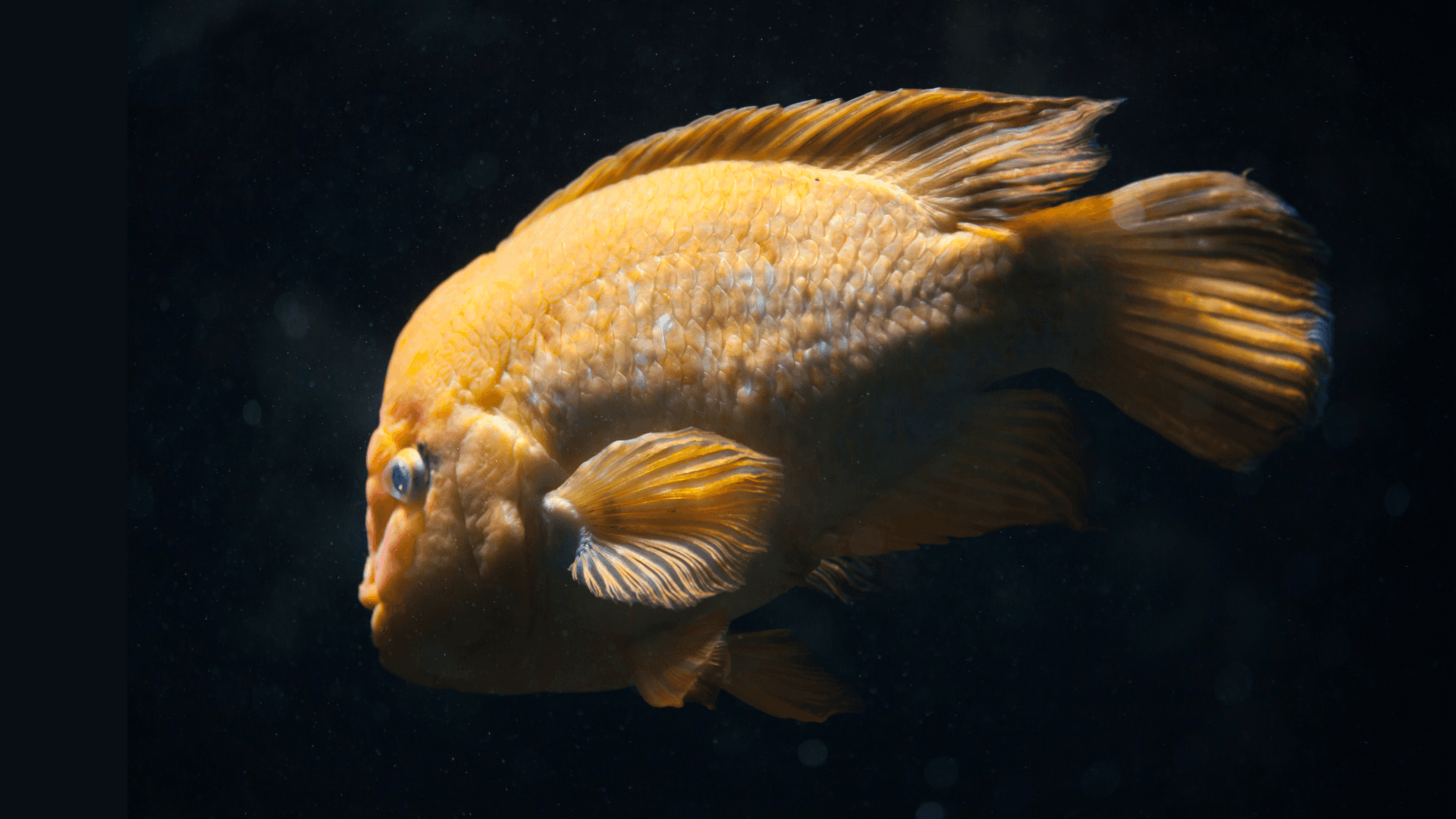 A photo of Midas cichlid