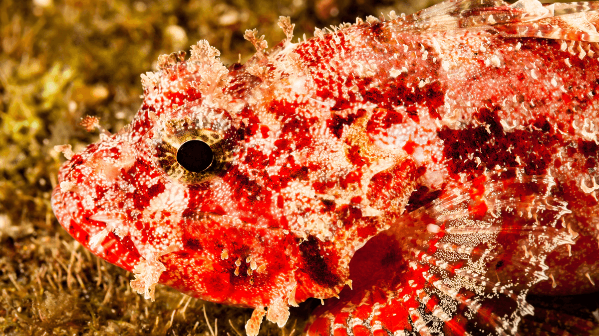 An image of a Decoy scorpionfish