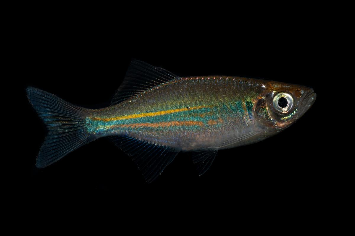 An image of a Queen danio