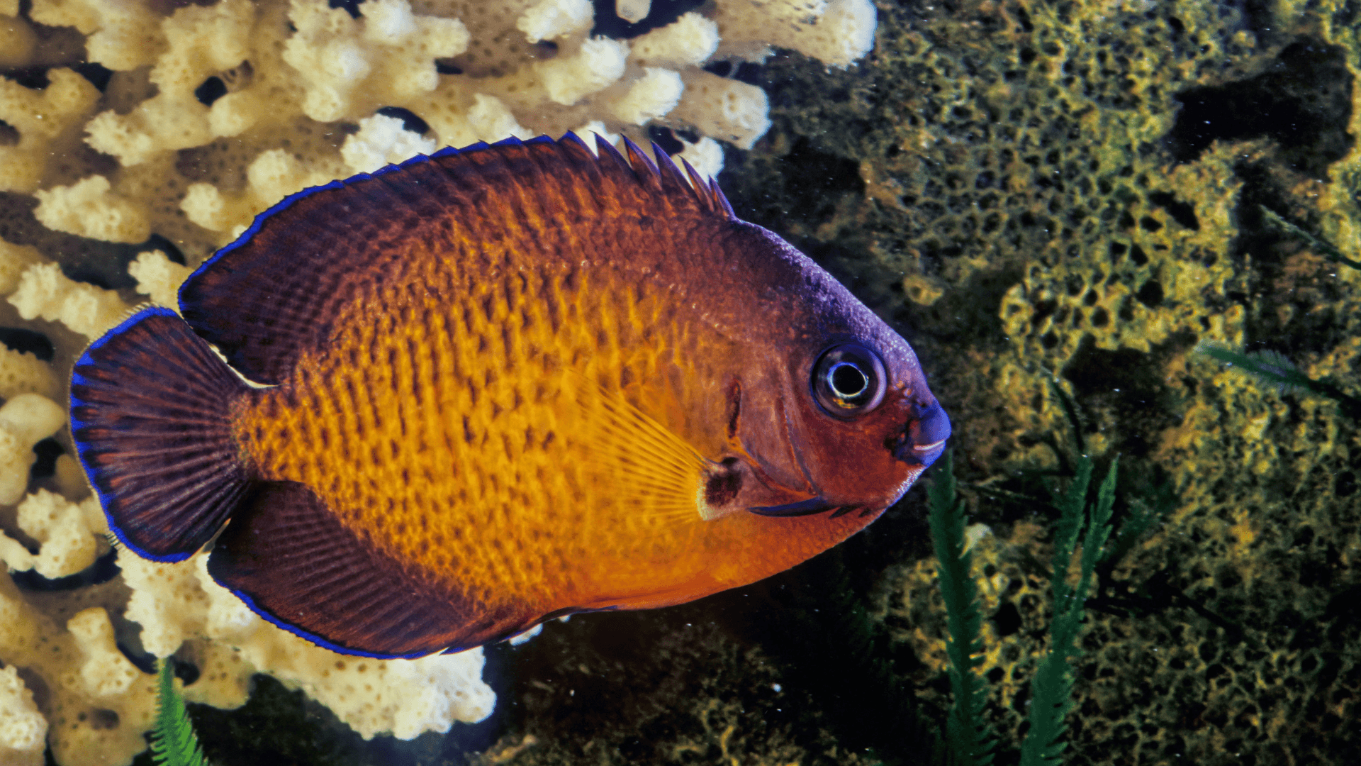 A photo of Coral beauty angelfish