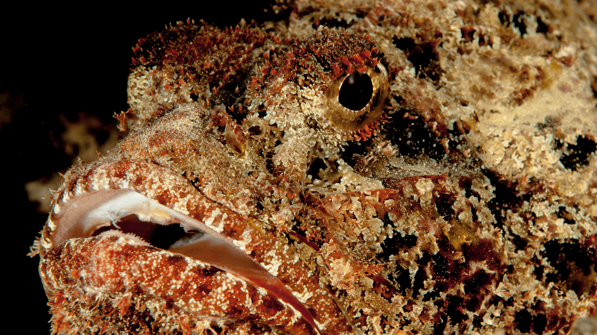 A photo of Stone fish