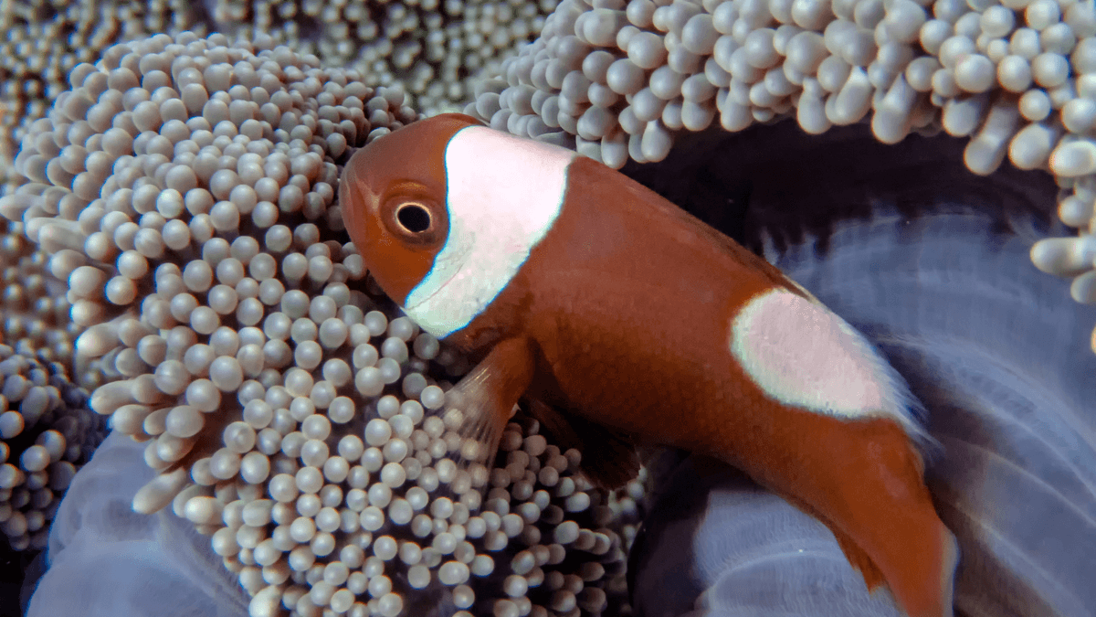 An image of a Saddleback anemonefish