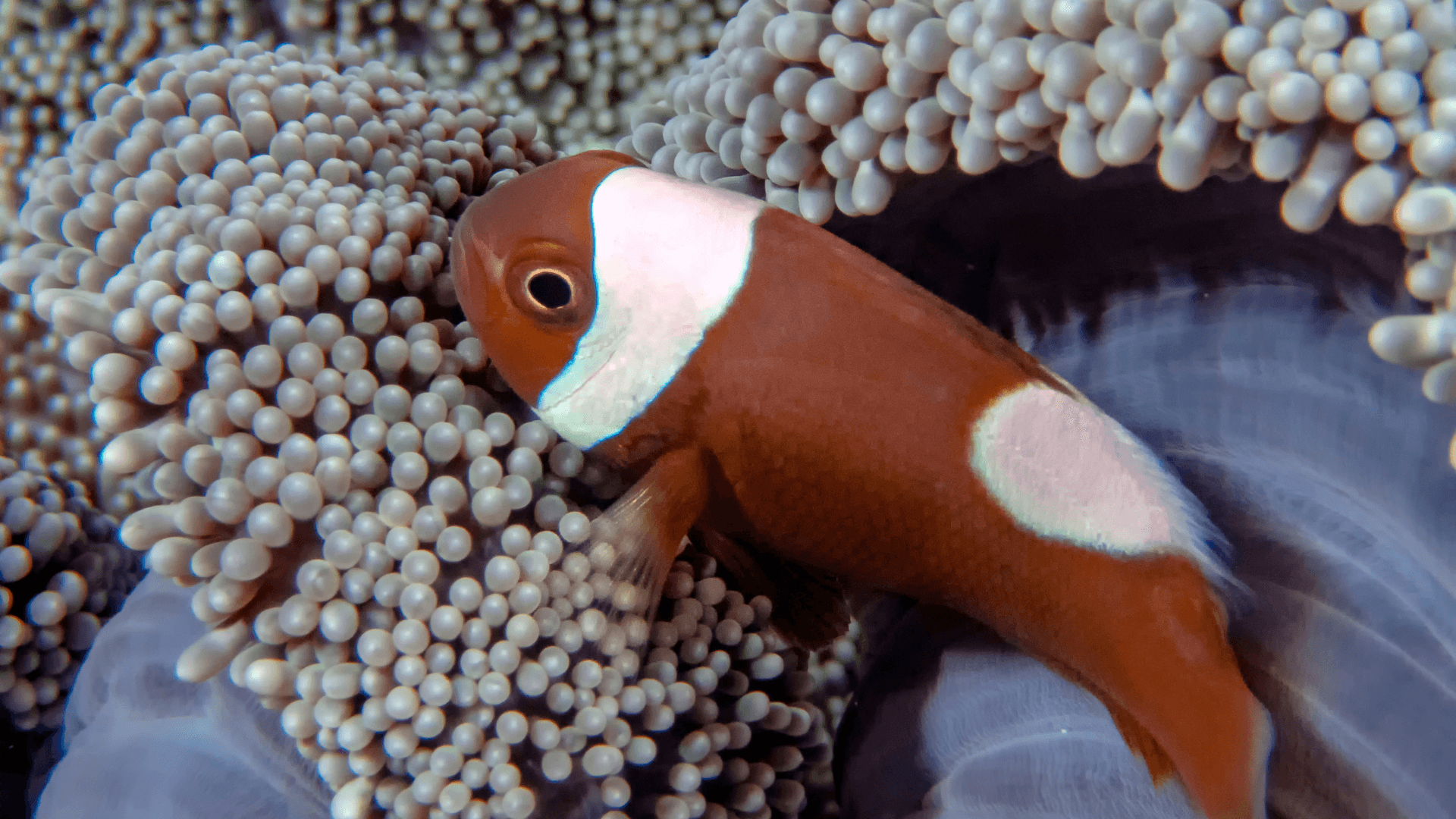 A photo of Saddleback anemonefish