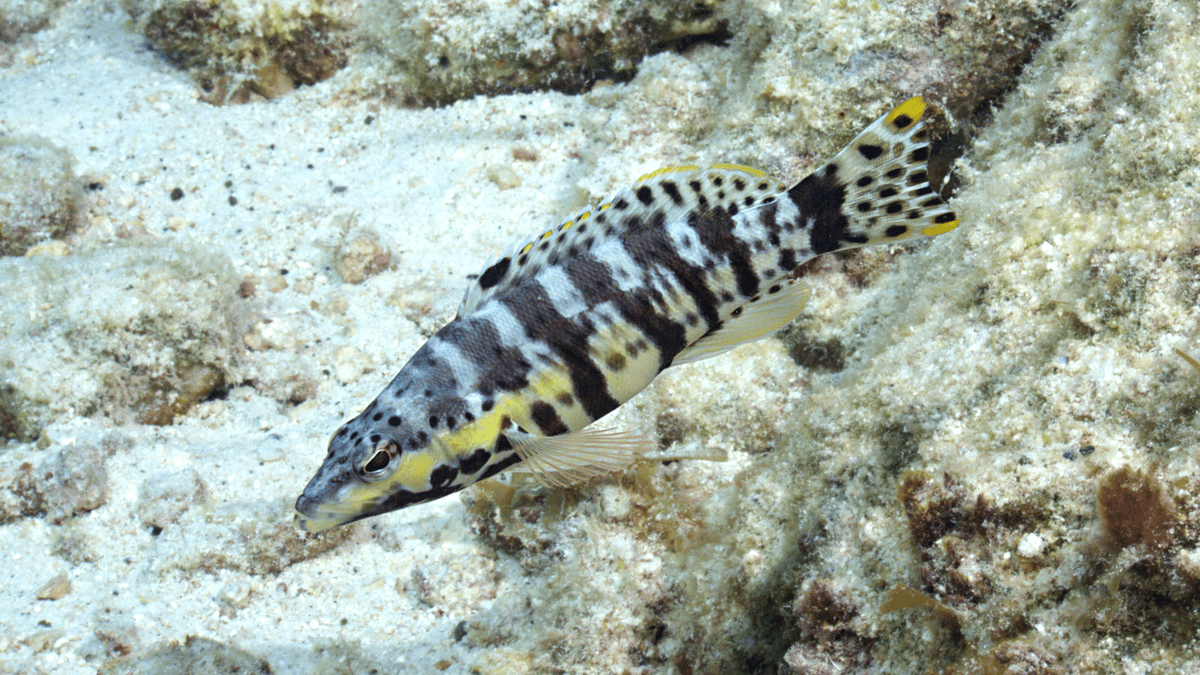 An image of a Harlequin bass