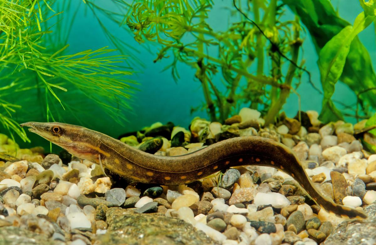 An image of a Fire eel