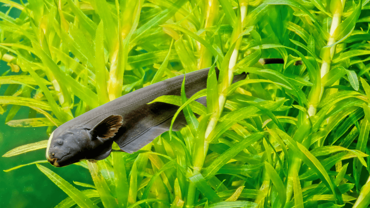 An image of a Black ghost knifefish
