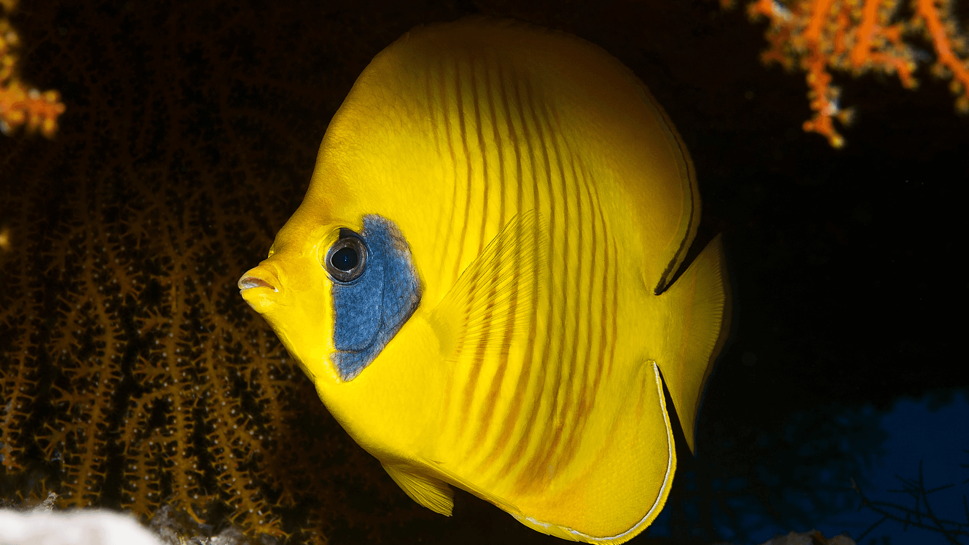 A photo of Masked butterflyfish