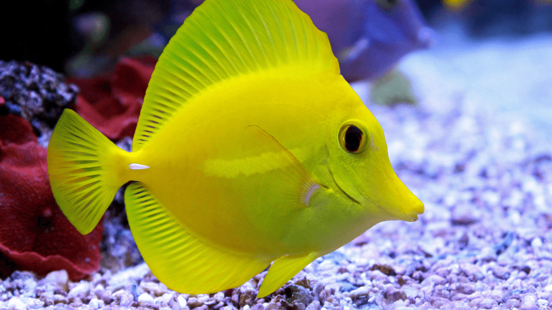 A photo of Yellow tang