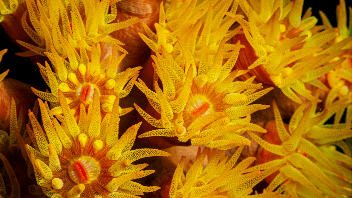 An image of a Sun Coral