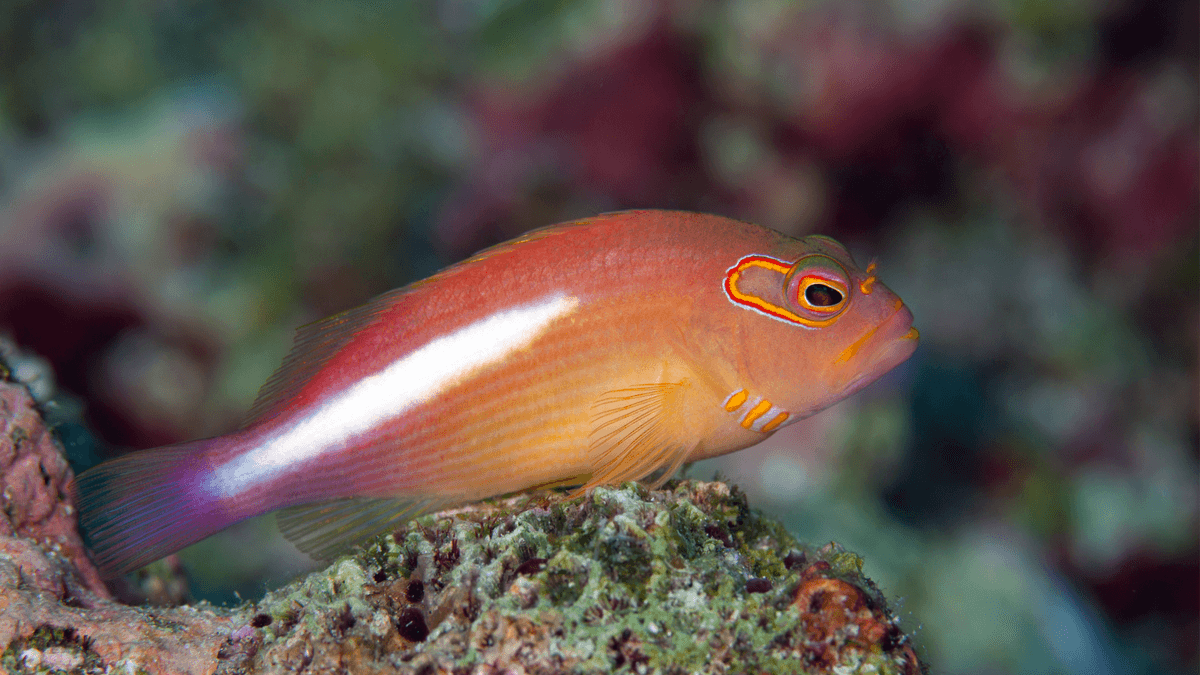 An image of a Arc eye hawkfish