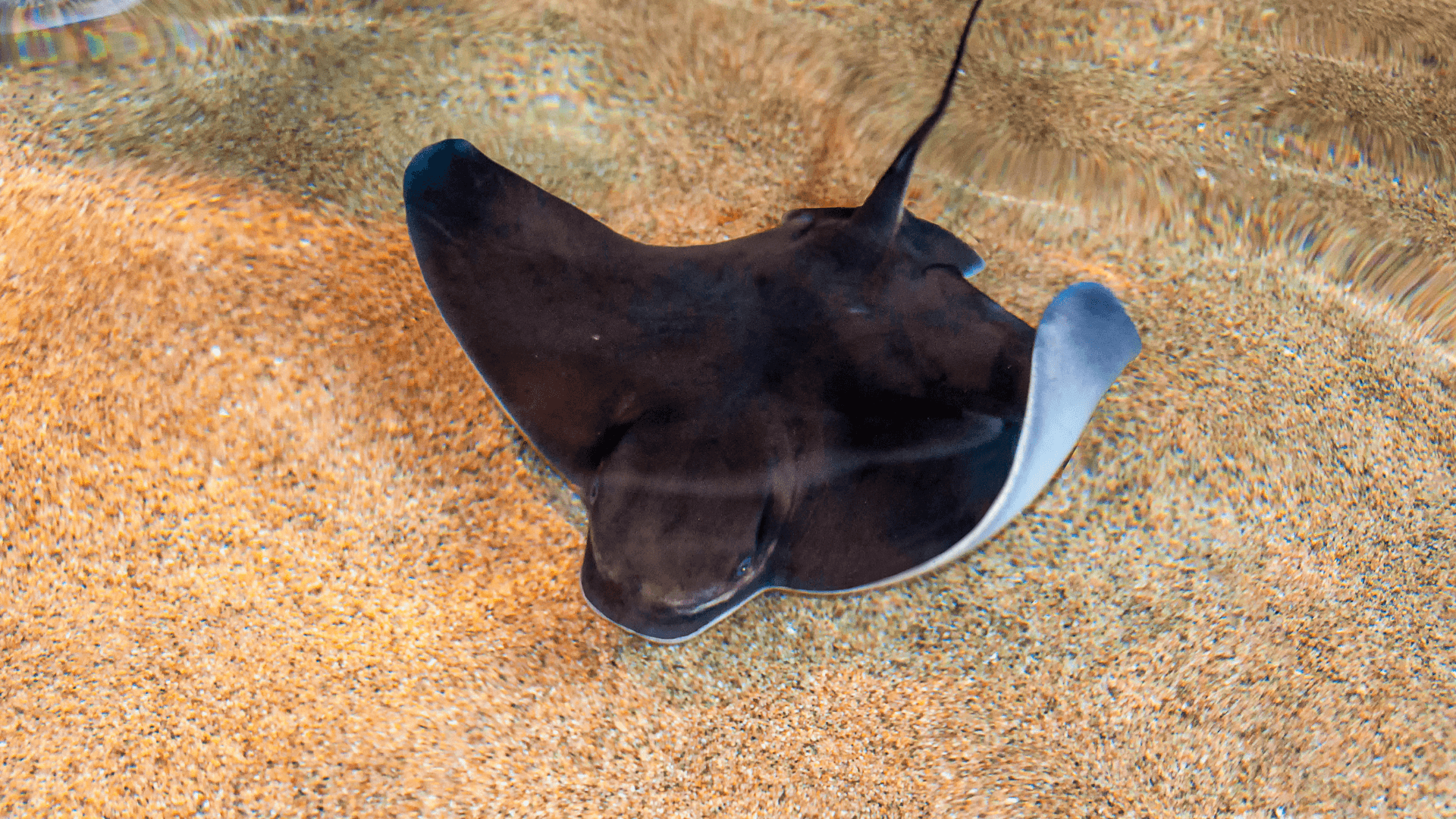 A photo of Bat ray