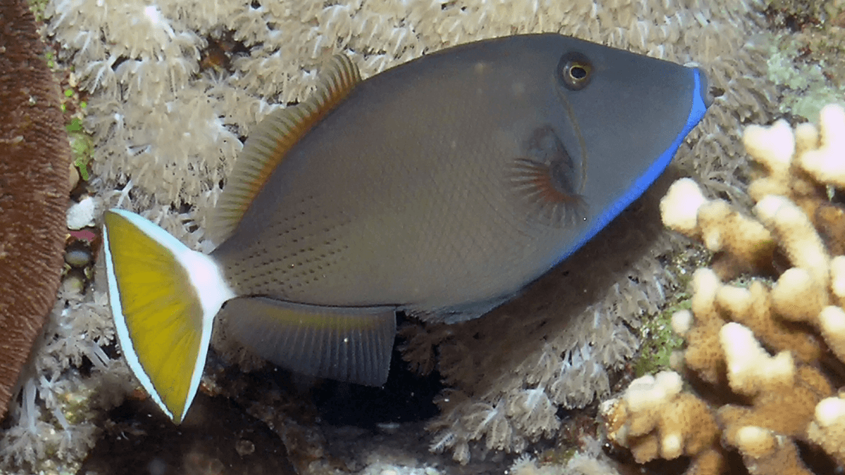 An image of a Blue throat trigger