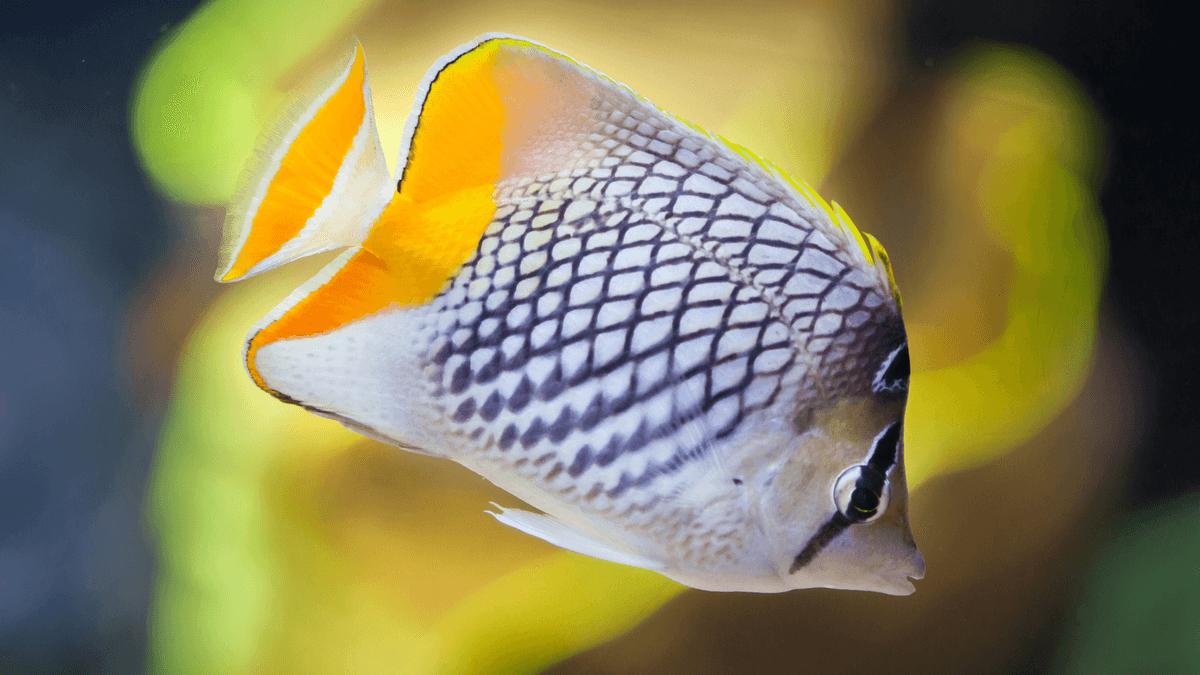 An image of a Pearlscale angelfish