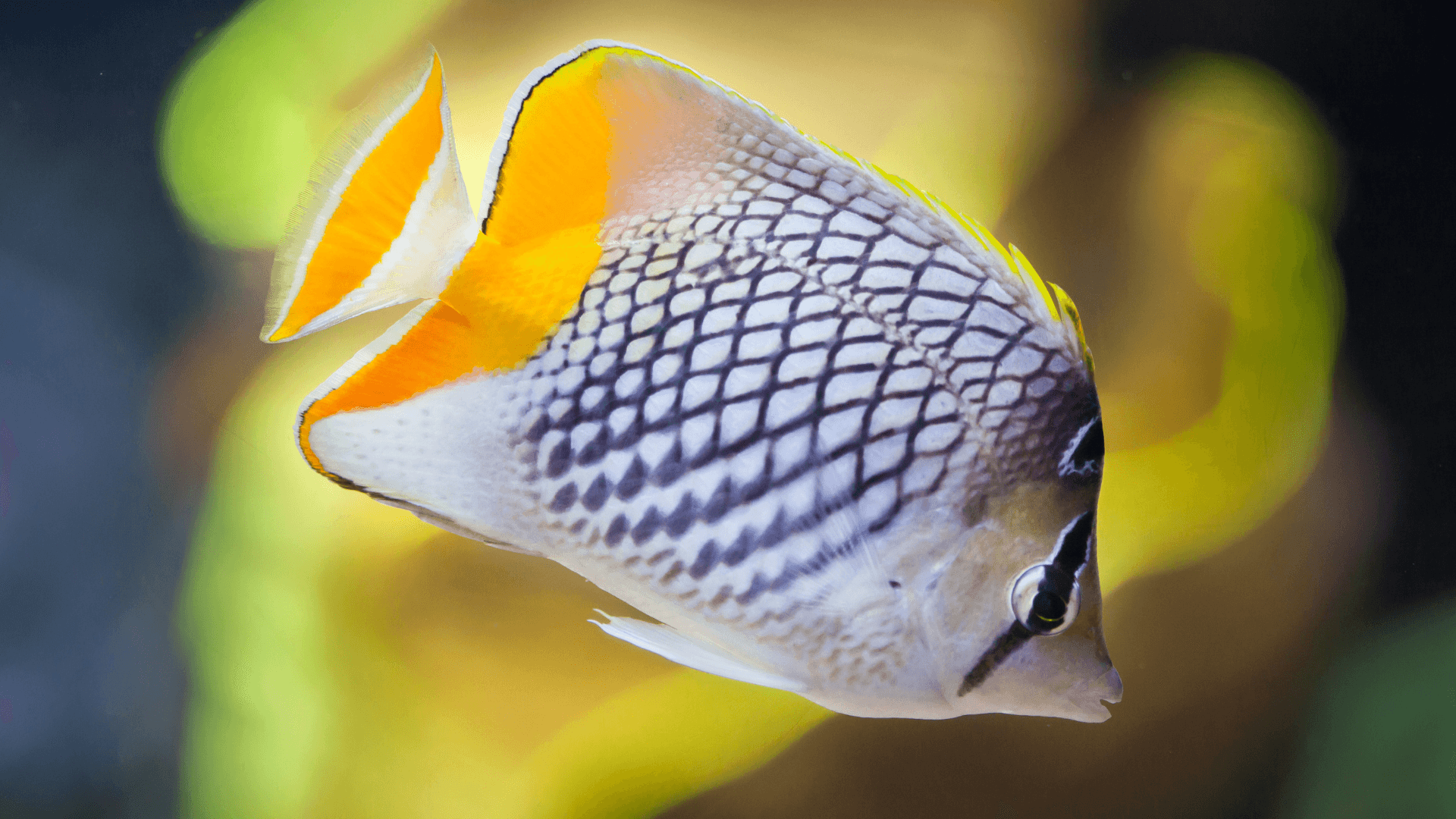 A photo of Pearlscale angelfish