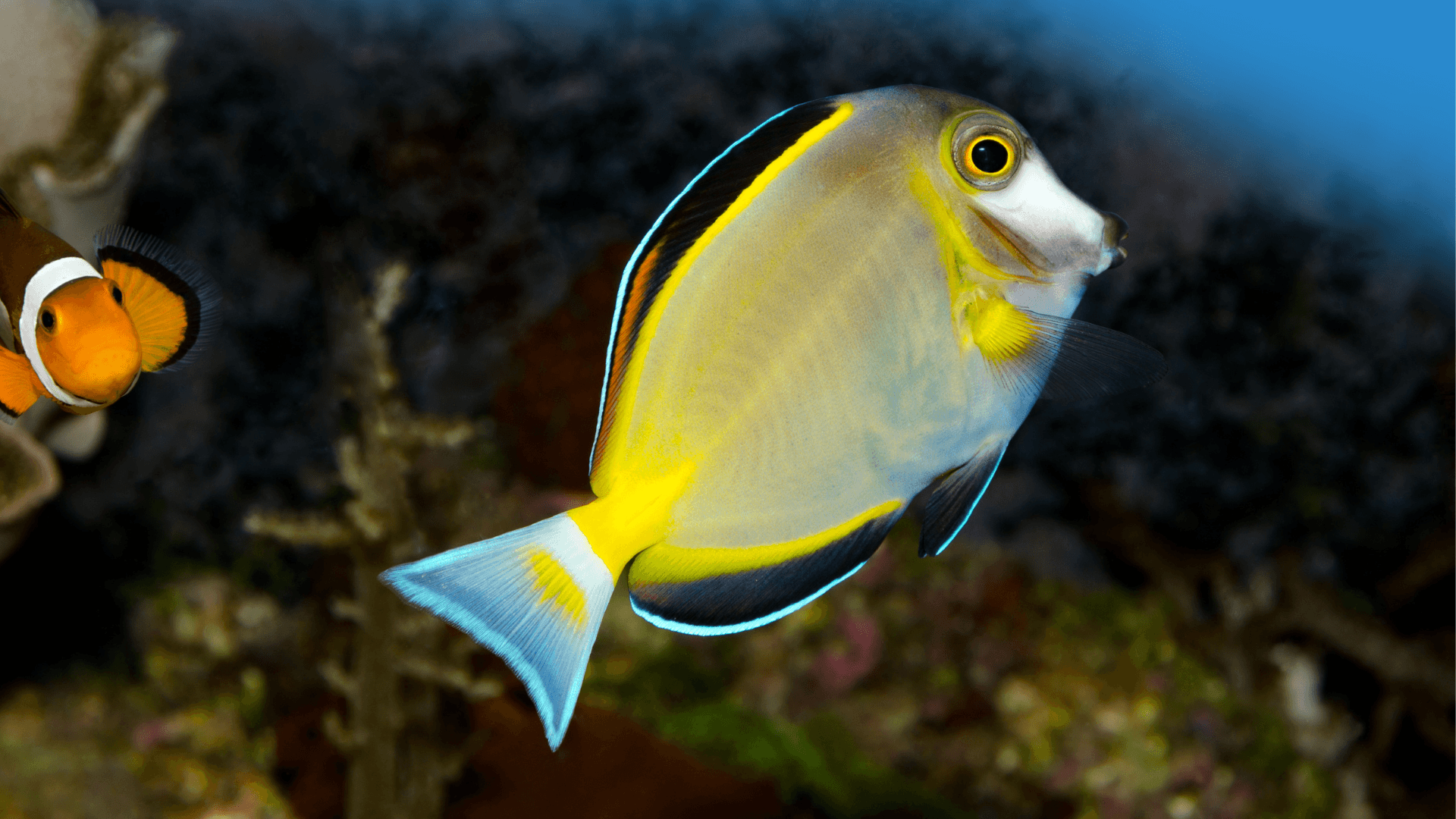 A photo of Powder brown tang