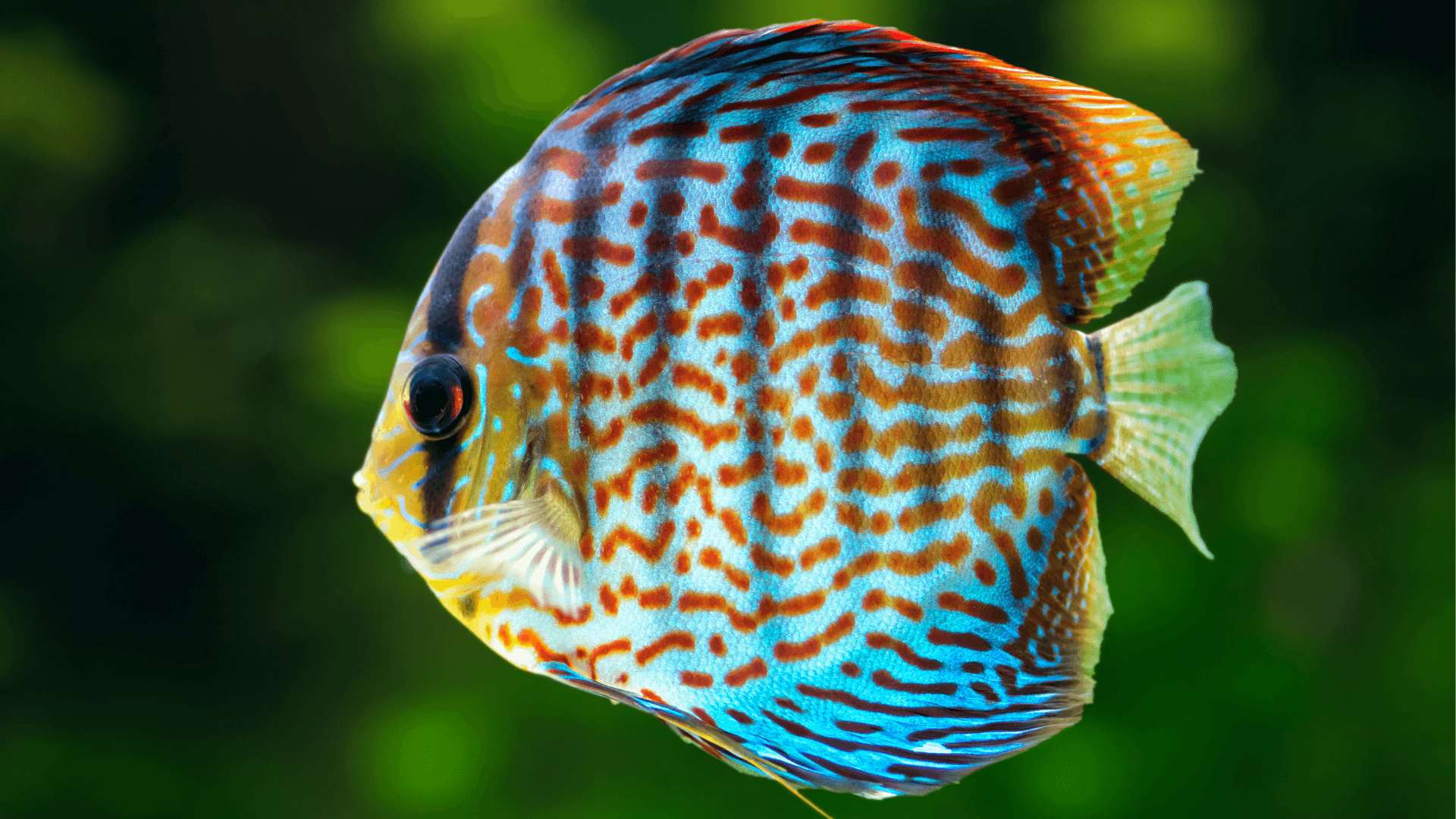 Common discus image 4