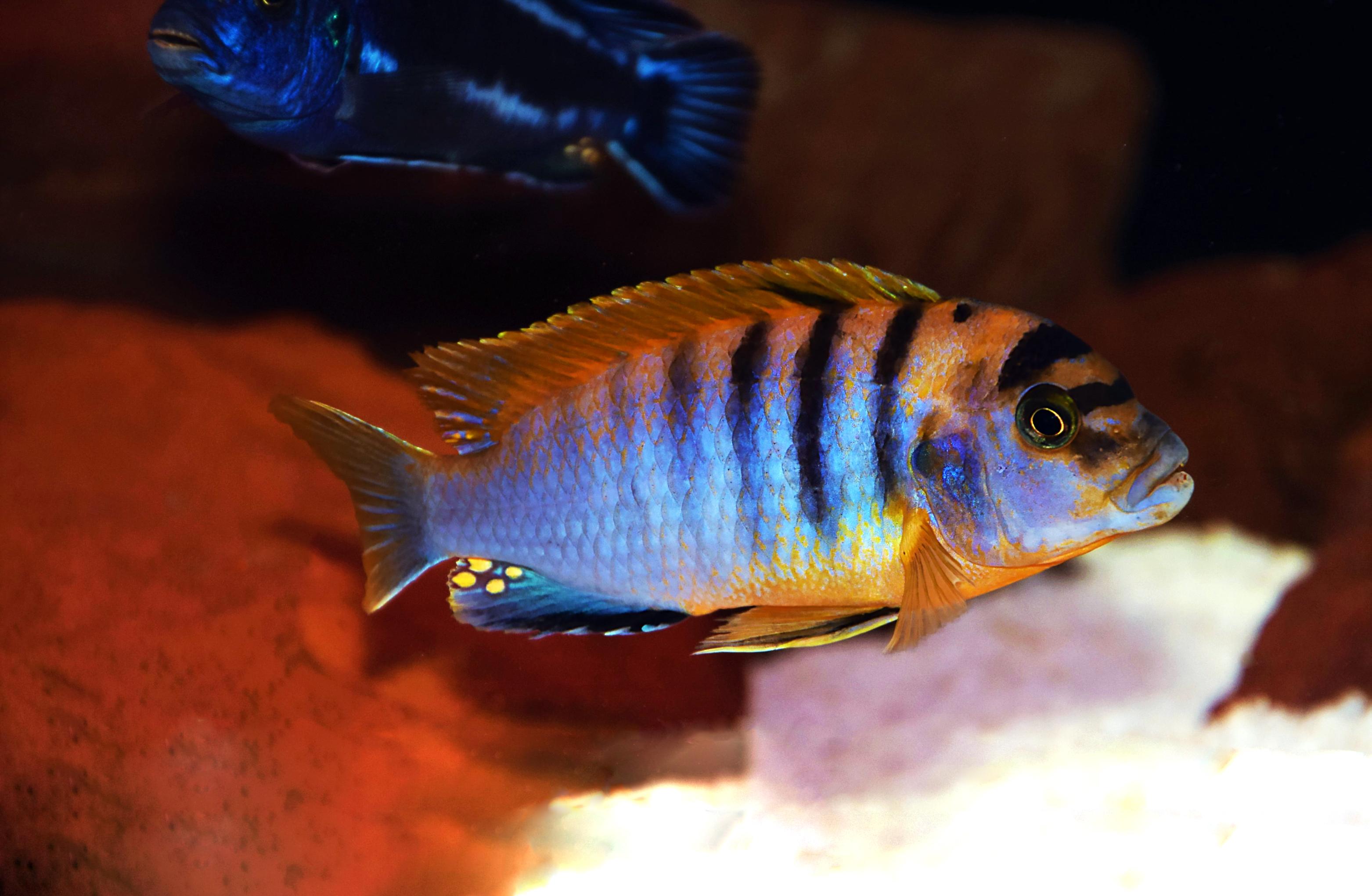 A photo of Hongi, Red-top kimpumpa