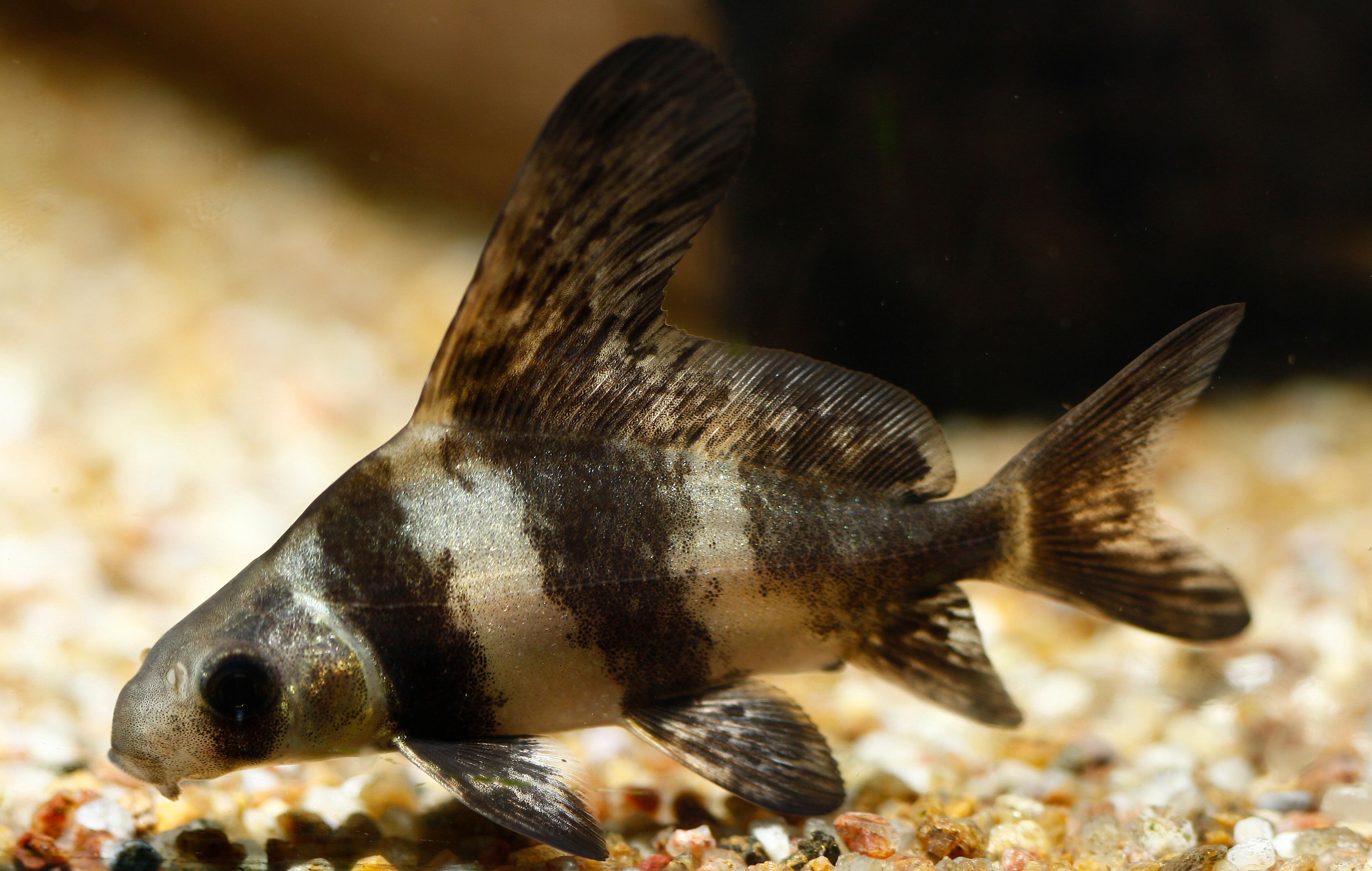 An image of a Chinese high fin banded shark