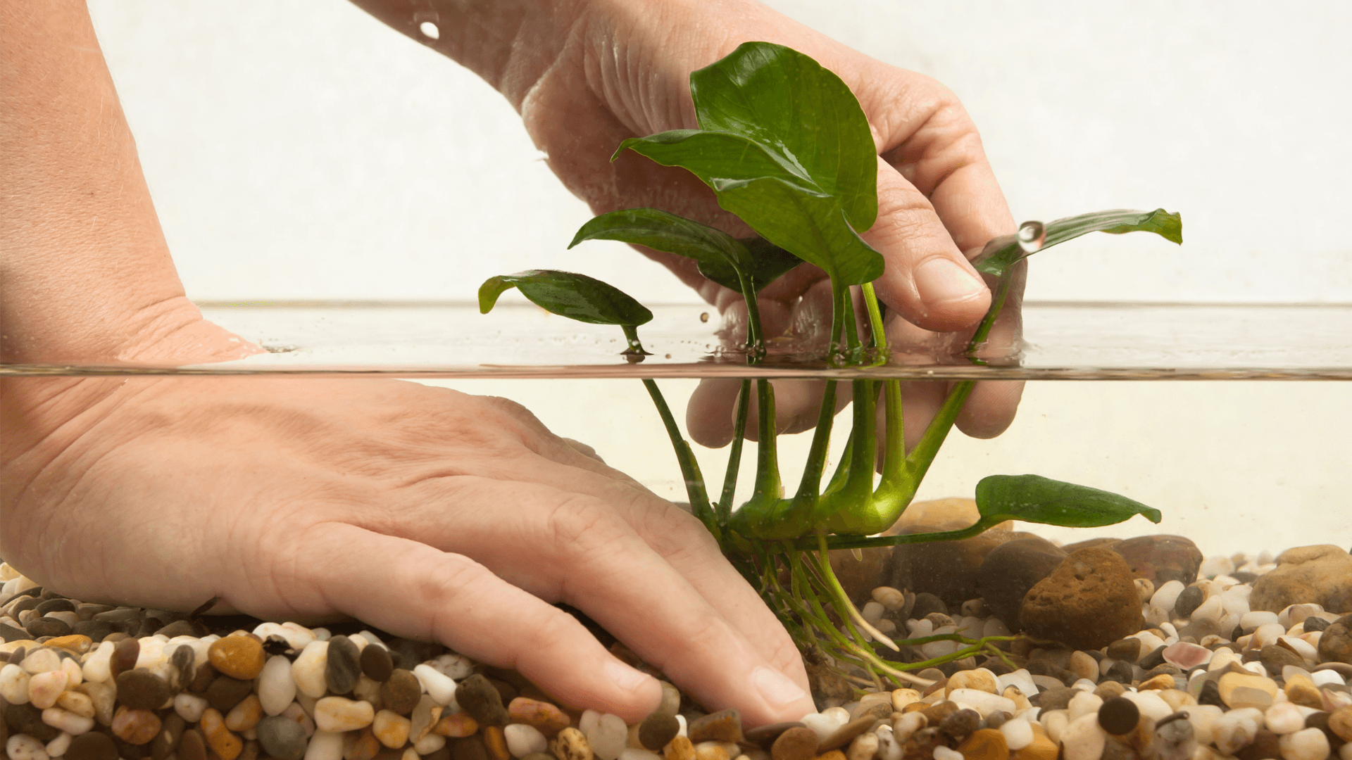 A photo of Aquarium Maintenance