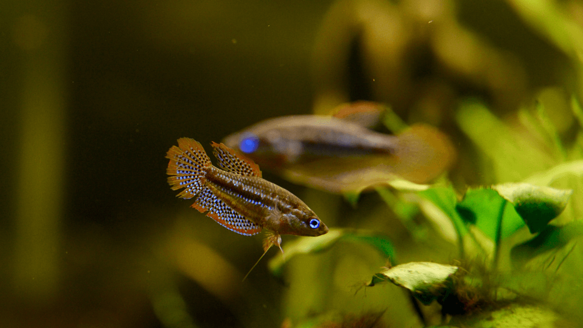 An image of a Sparkling gourami