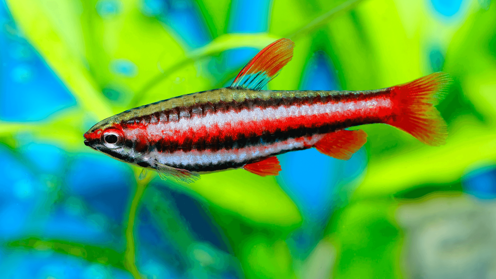 A photo of Coral-red pencilfish