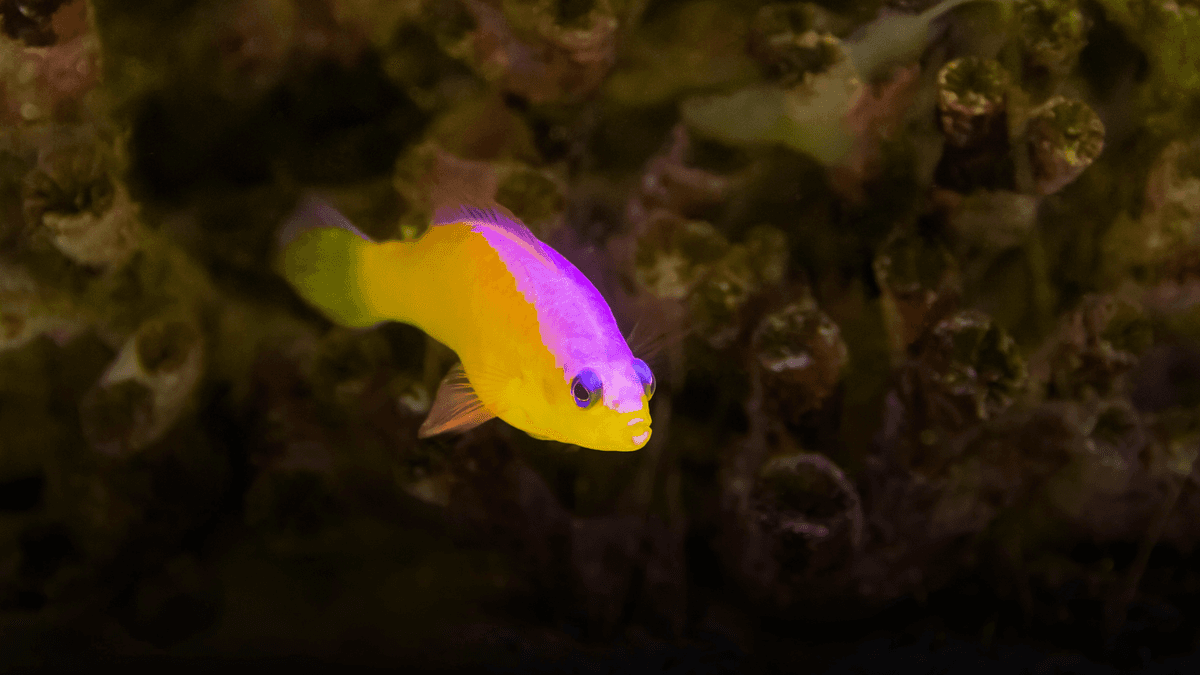 An image of Diadema basslet