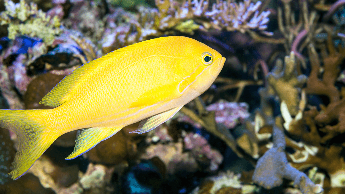 An image of a Sea Goldie