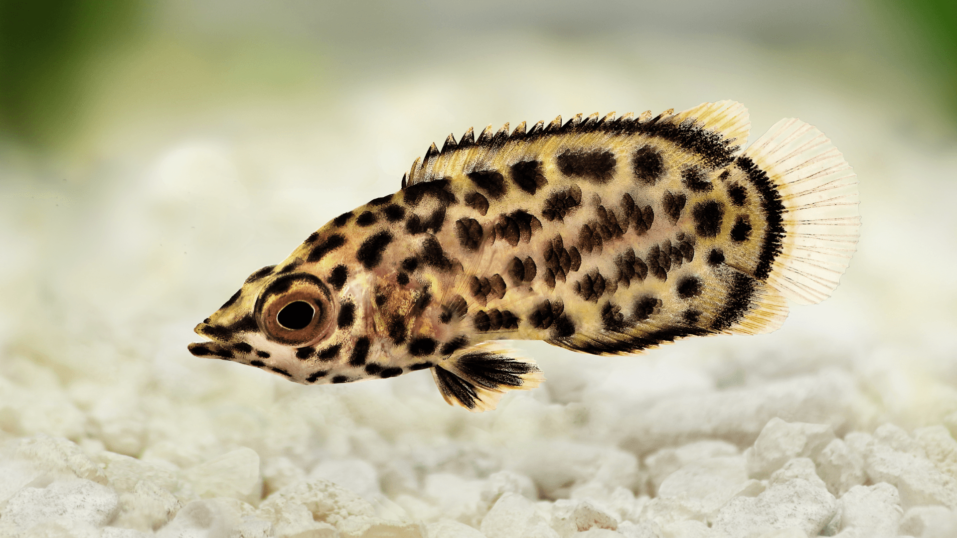 An image of a Leopard bush fish