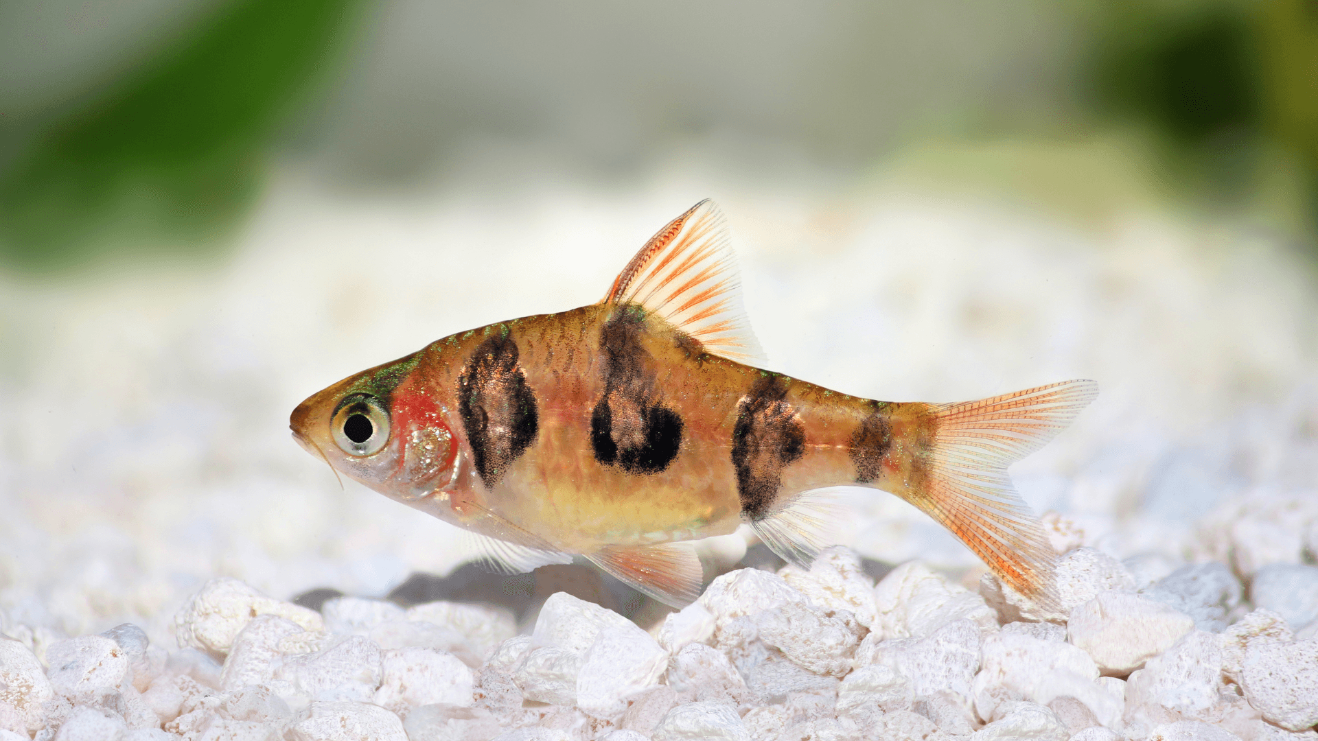 A photo of Snakeskin barb