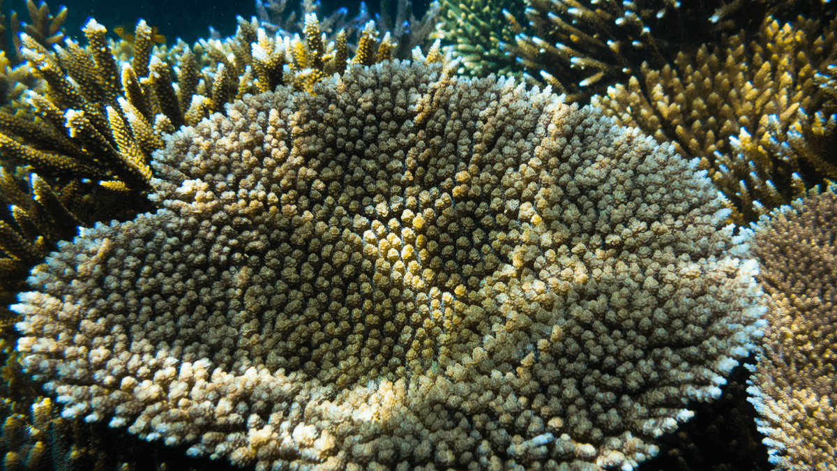 An image of a Millepora Acropora