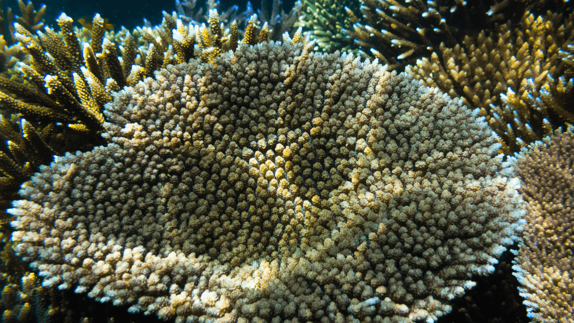 A photo of Millepora Acropora