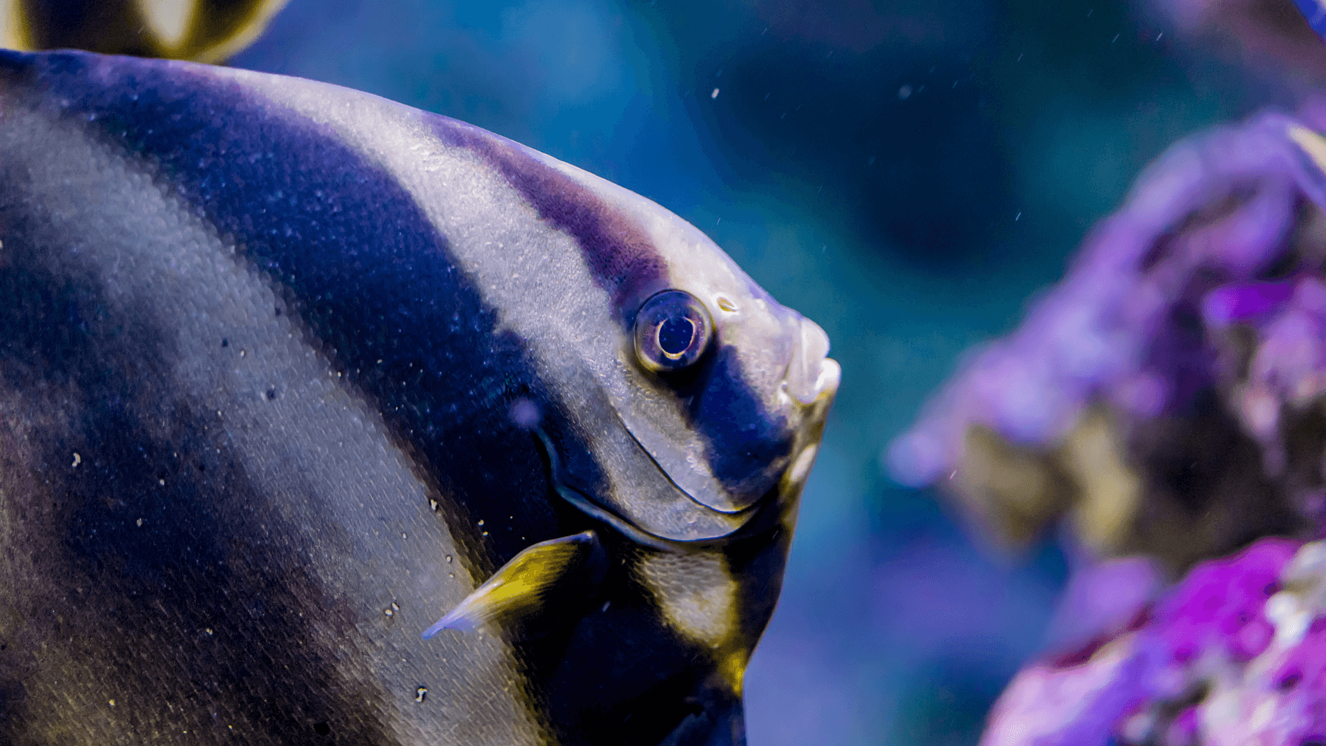 A photo of Orbiculate batfish