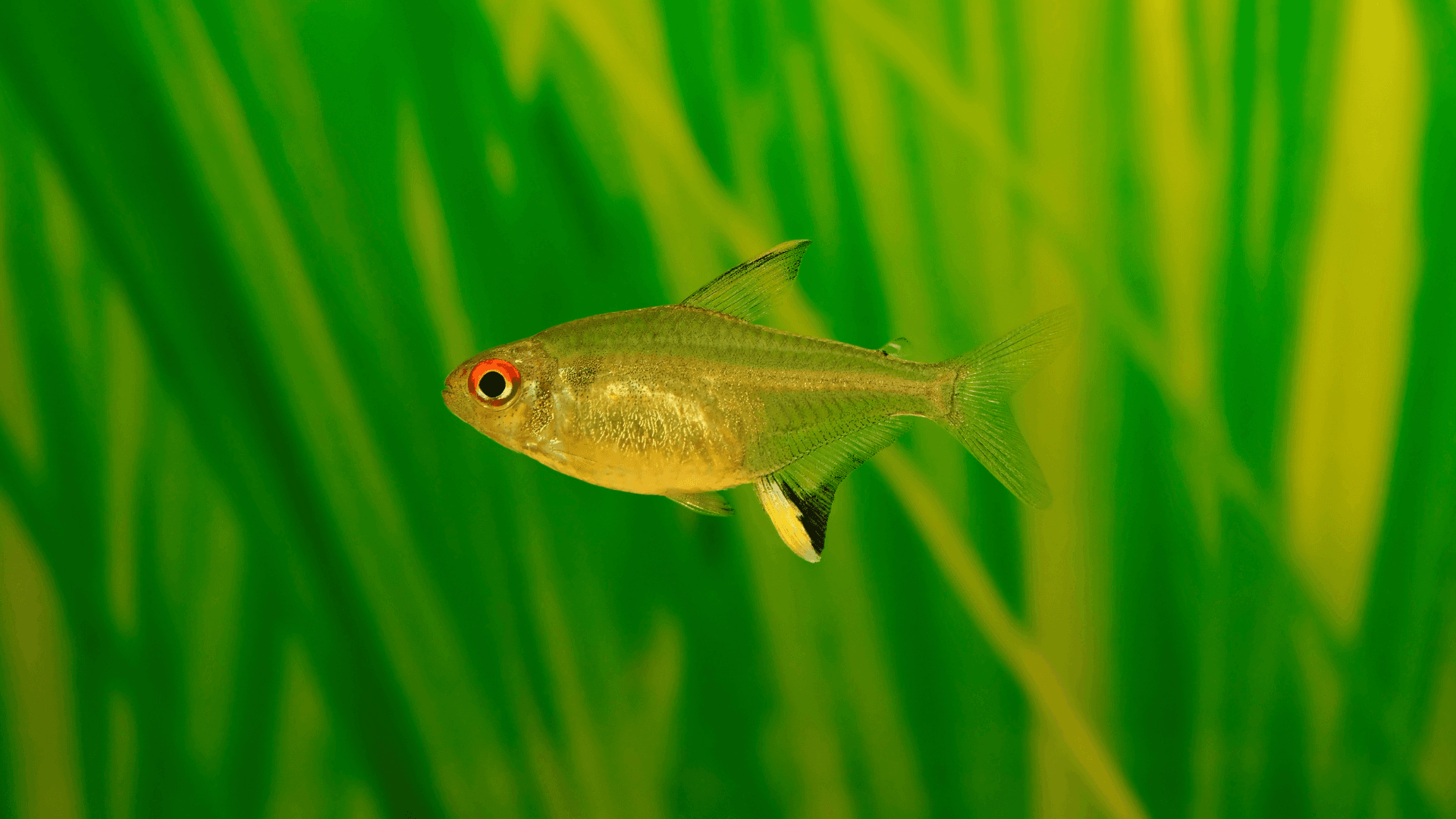 A photo of Lemon tetra