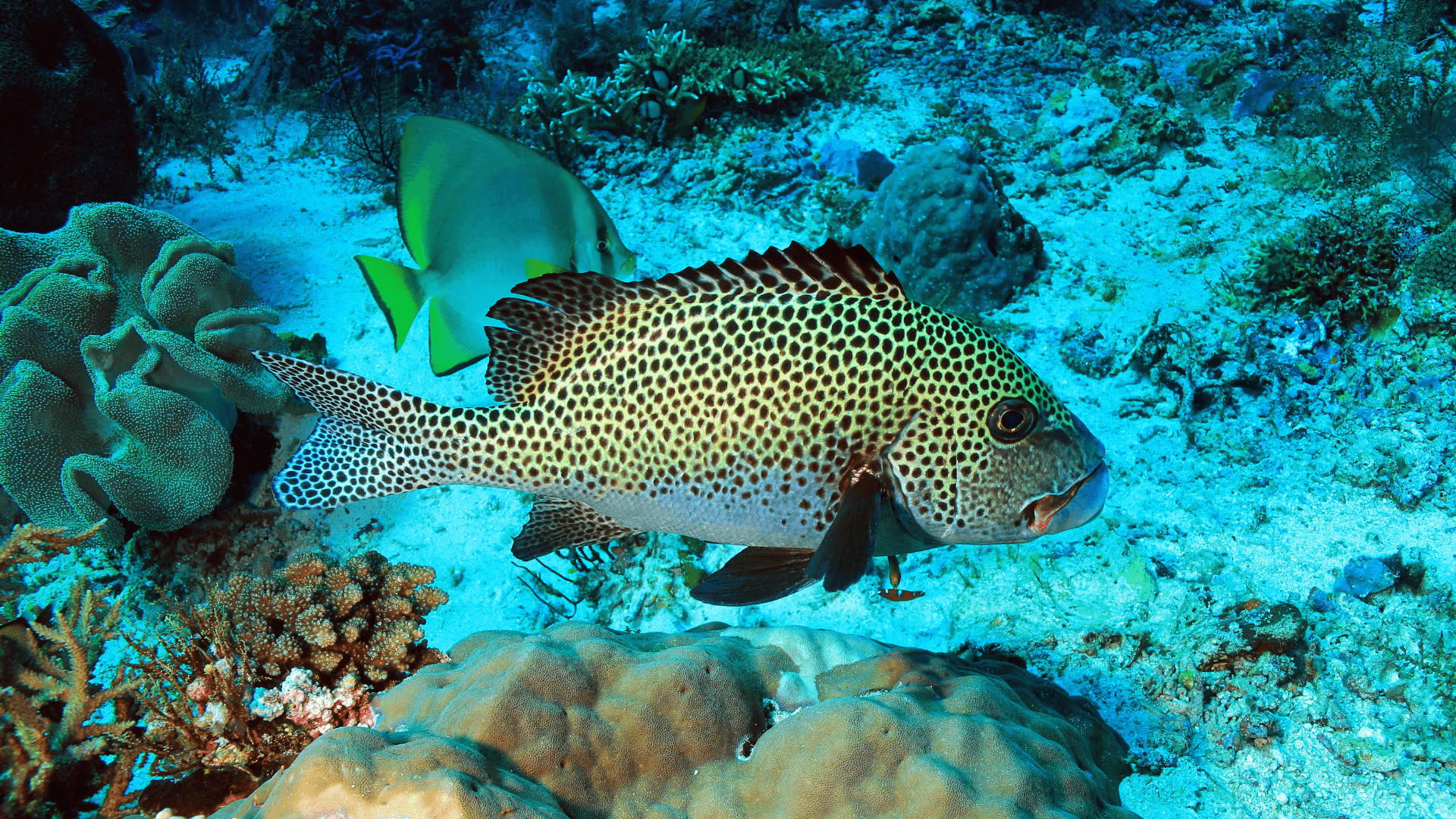A photo of Spotted sweetlips