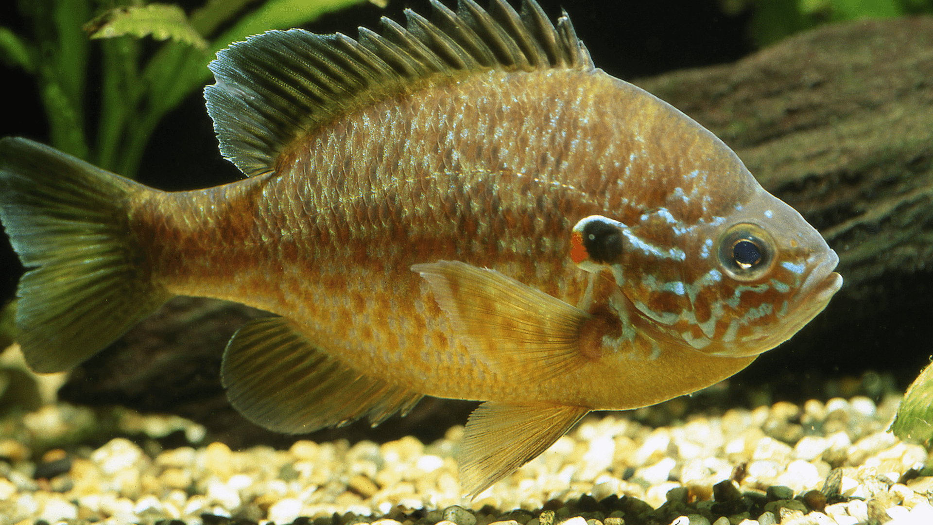 A photo of Pumpkinseed