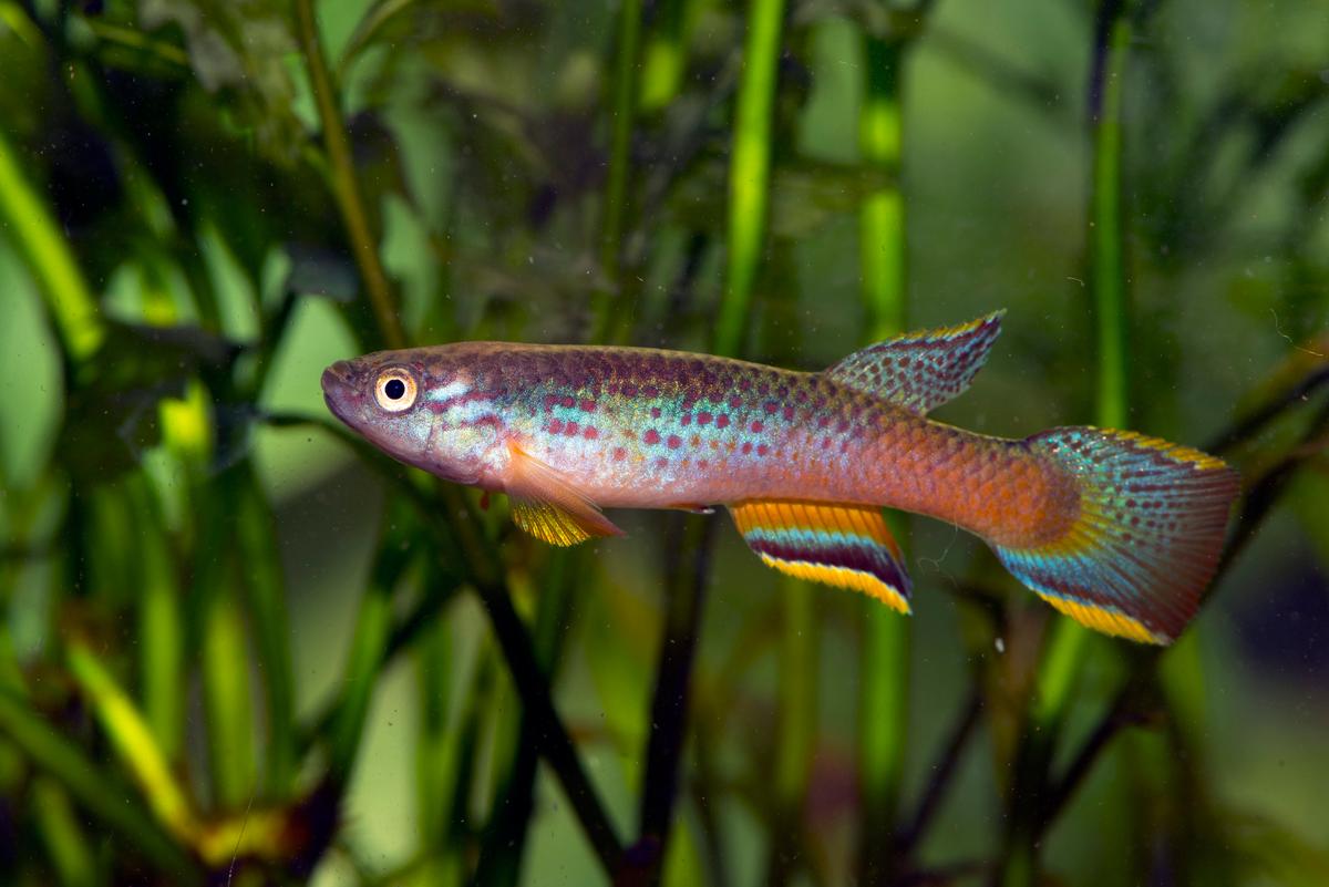 An image of a Red-seam Killifish