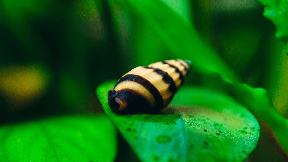 An image of a Assassin Snails