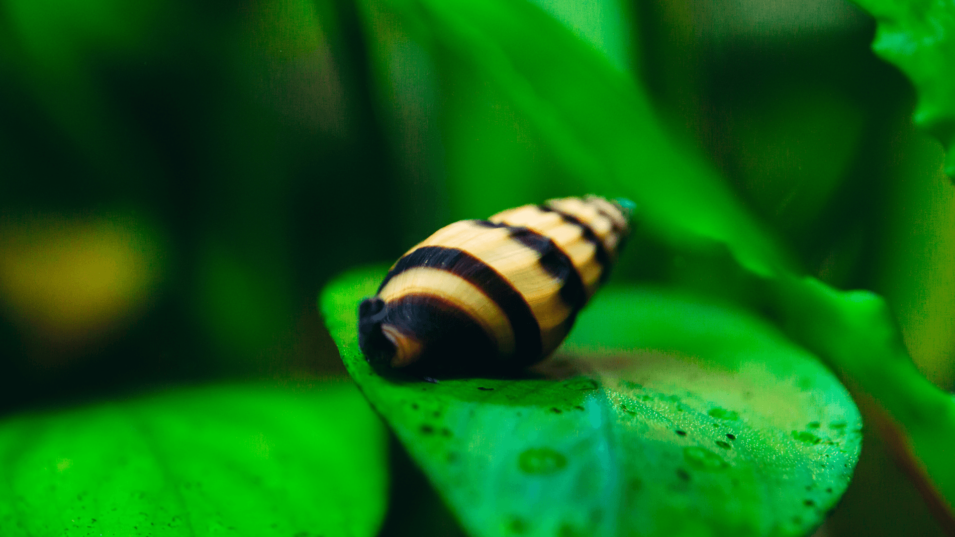 A photo of Assassin Snails