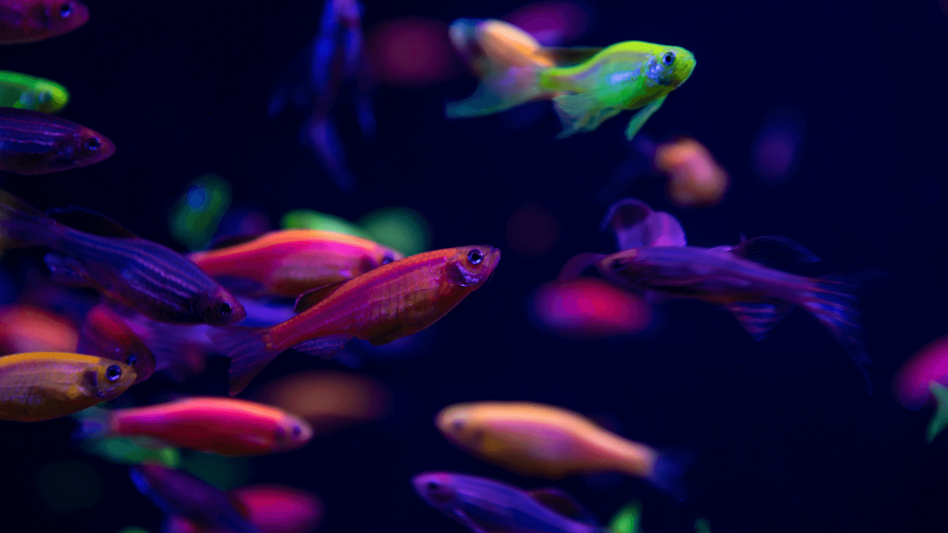 A photo of Genetic Breeding in Aquarium Fish