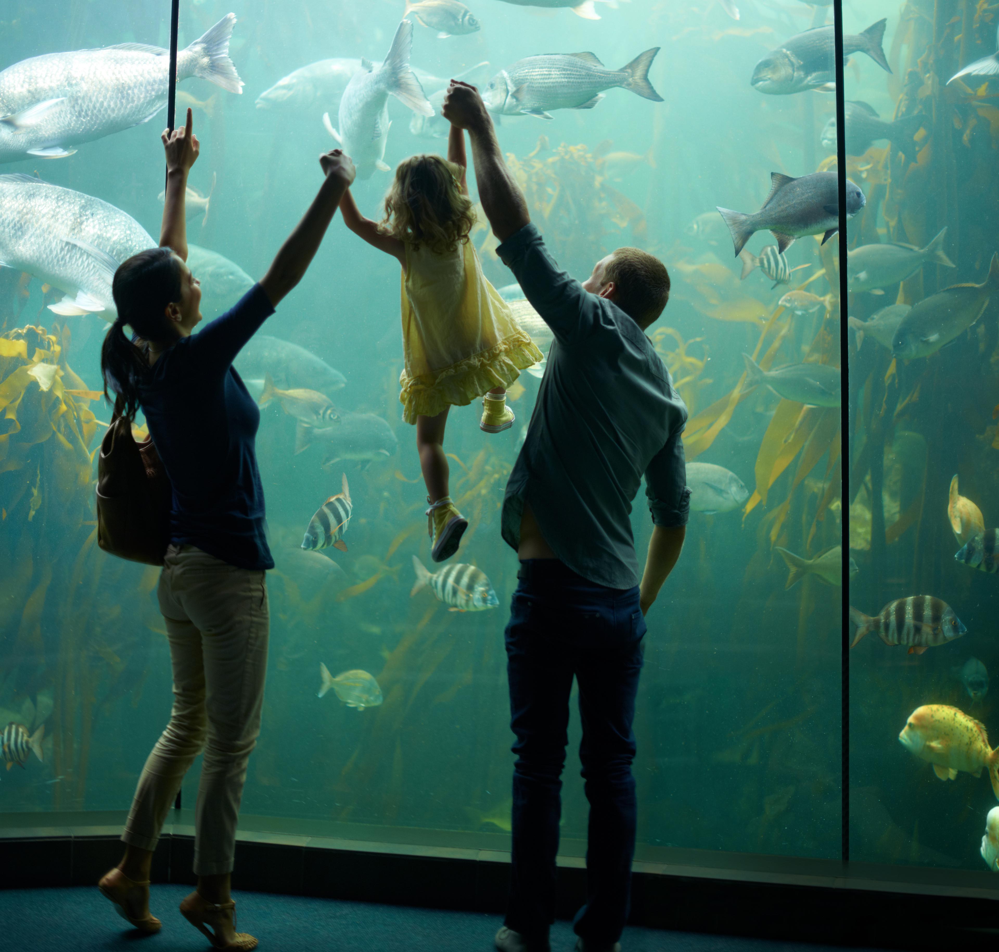 A photo of The Best Aquariums in South Africa