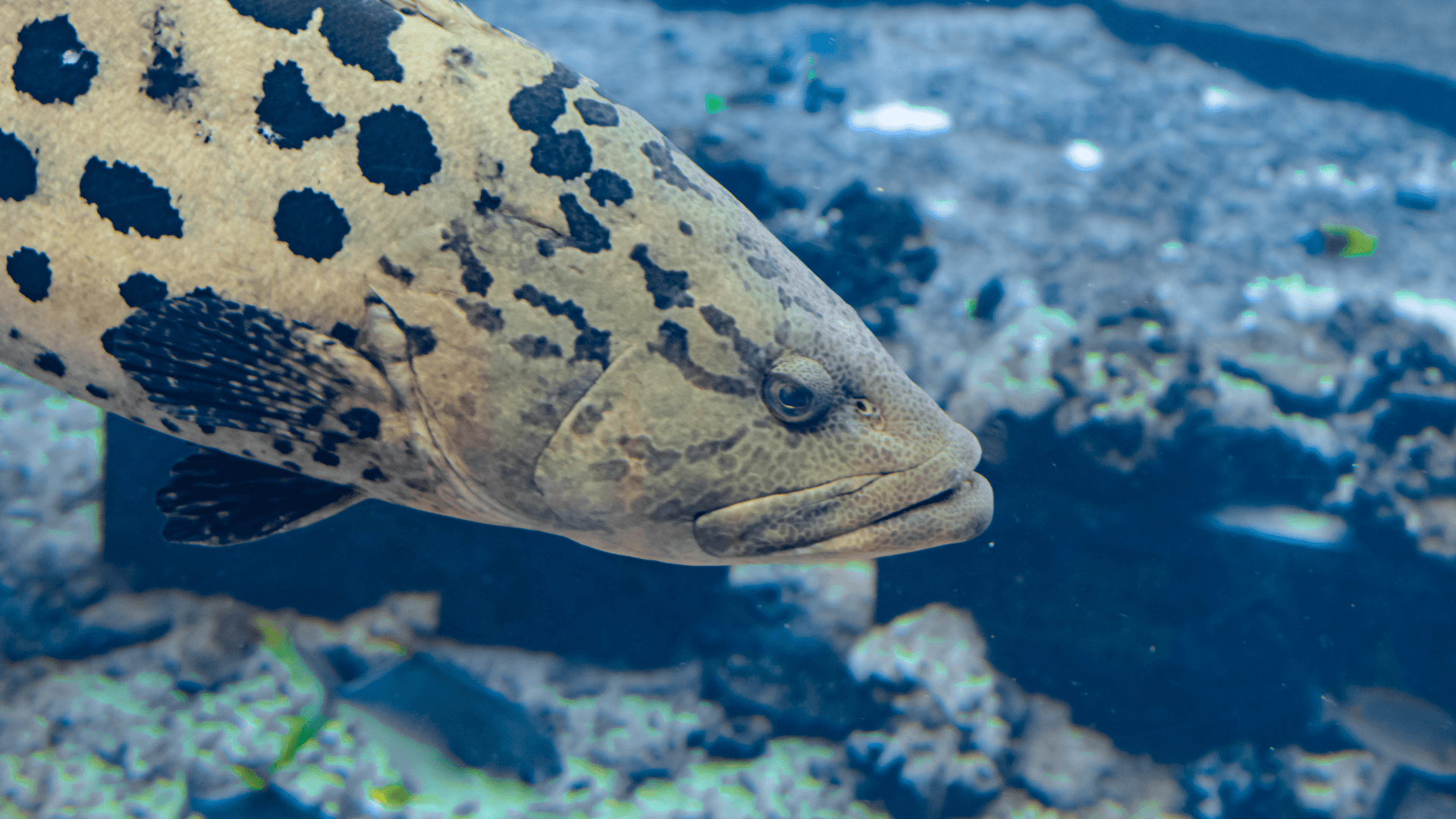 A photo of Leopard grouper