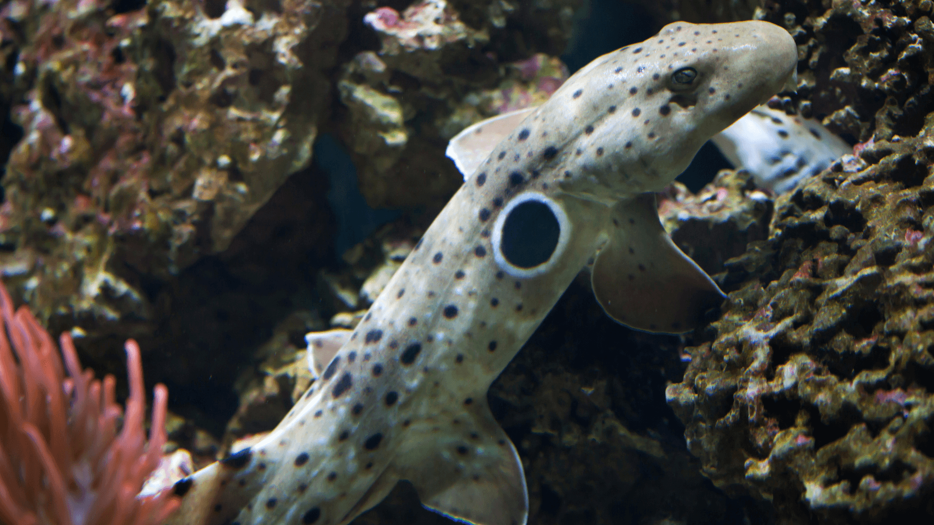 A photo of Epaulette shark