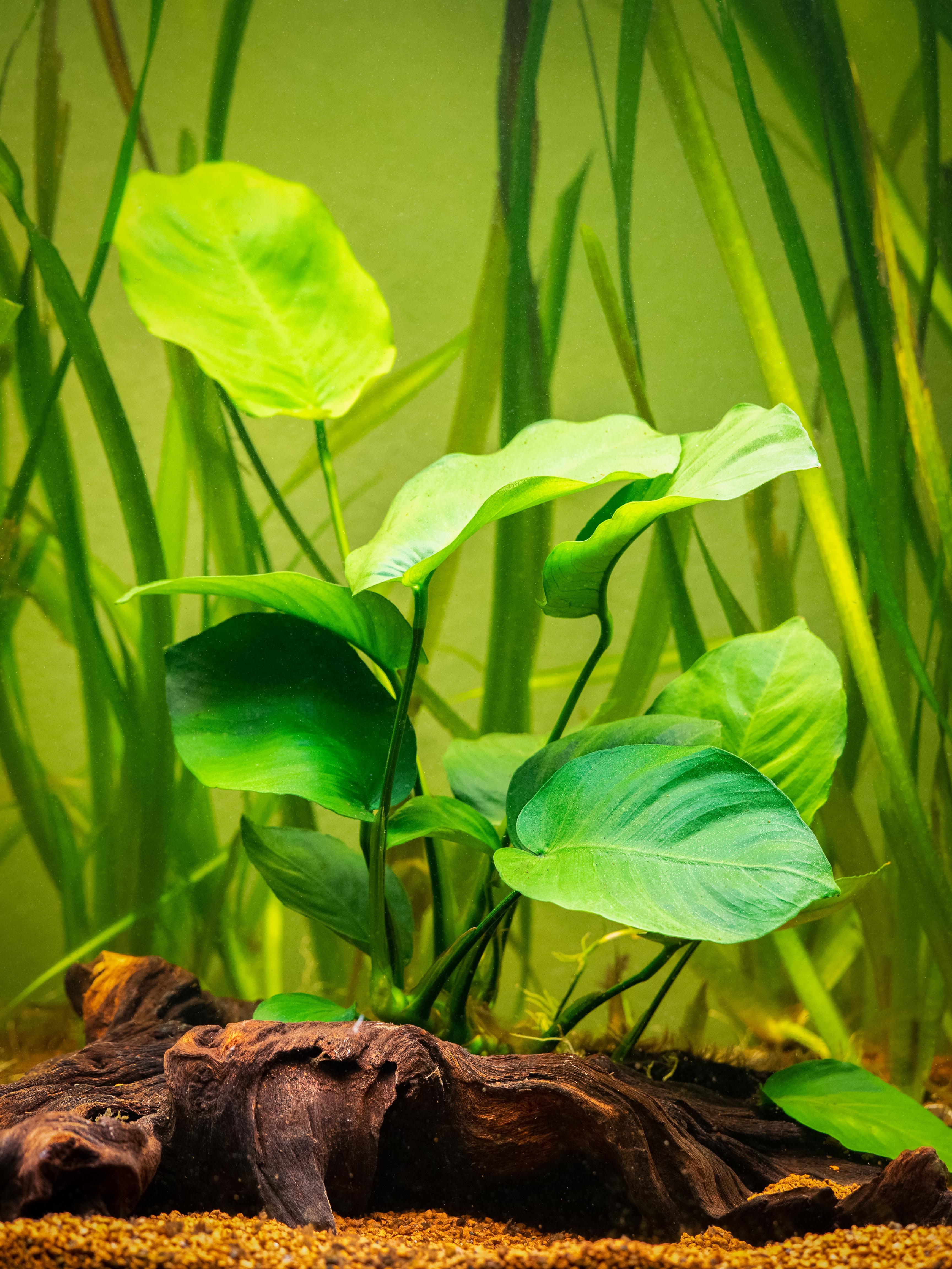 A photo of Anubias Barteri