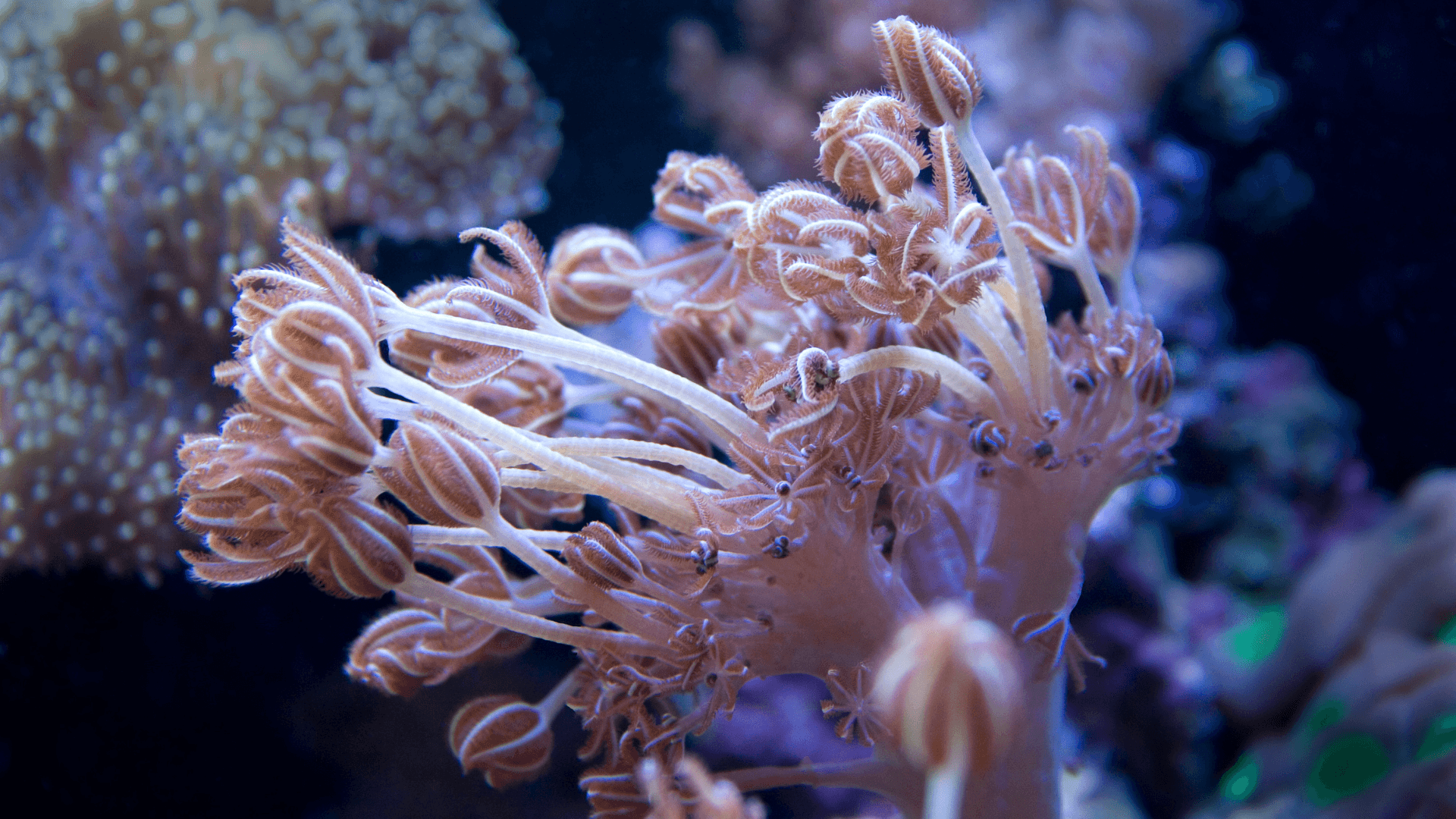 A photo of Pulsing Xenia