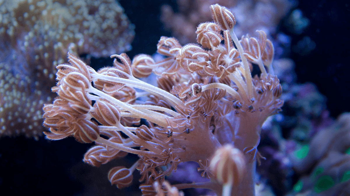 An image of a Pulsing Xenia