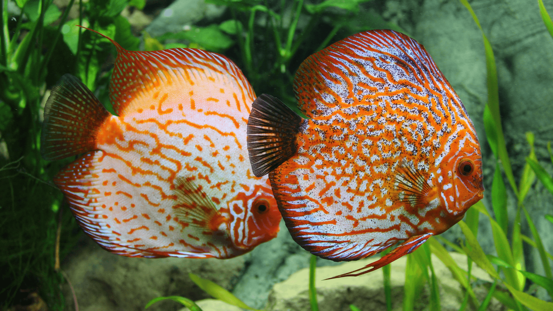 Common discus image 1