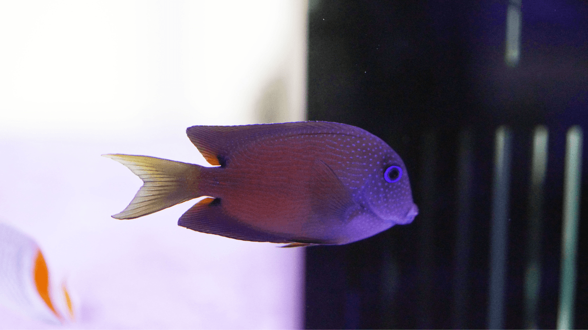 An image of a Kole tang